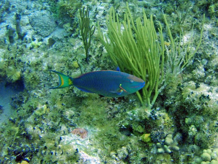 Stoplight Parrotfish
